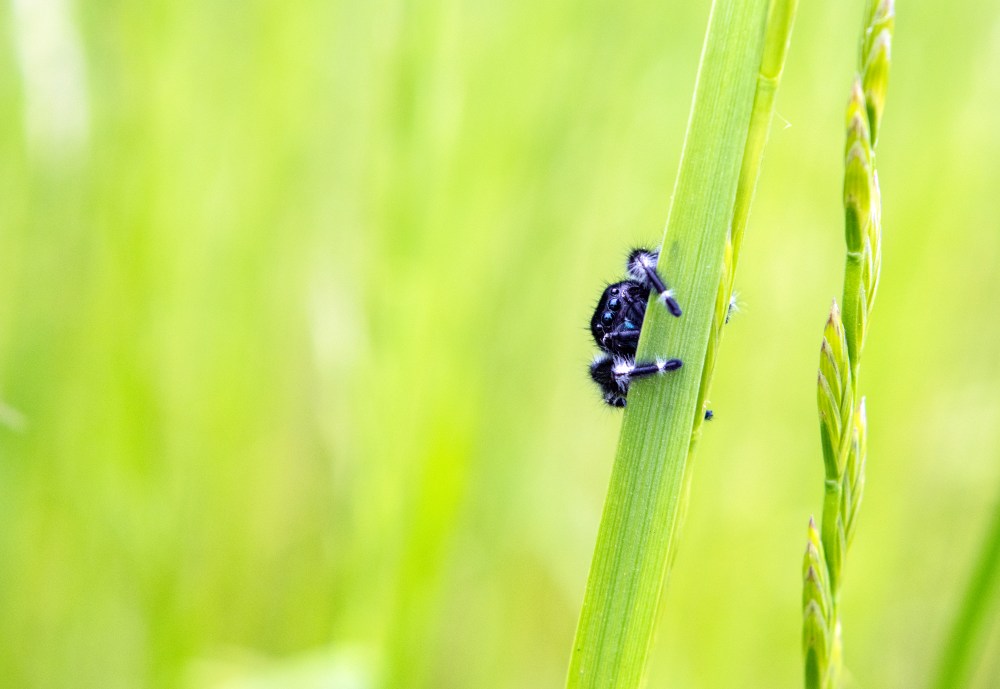 black and white spider with green fangs on a blade of grass