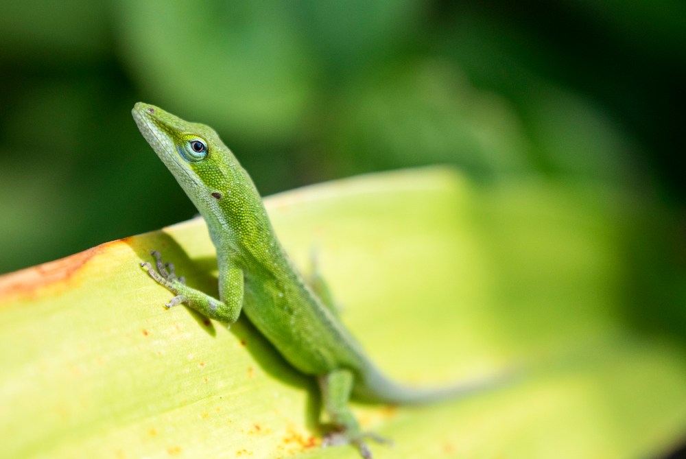 juvenile green anole