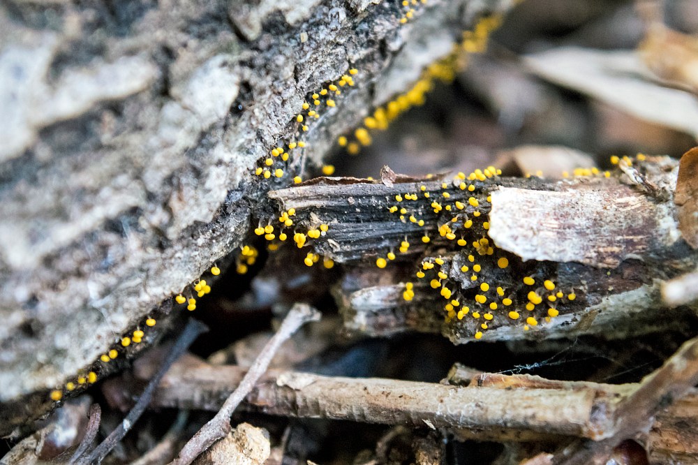 Very small yellow mushrooms on wood