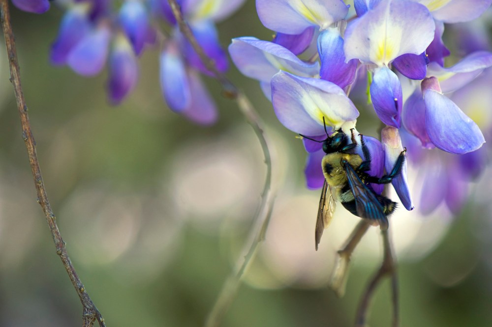 eastern carpenter bee on wisteria flowers