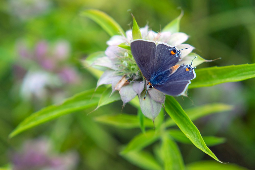 grey-hairstreak-web