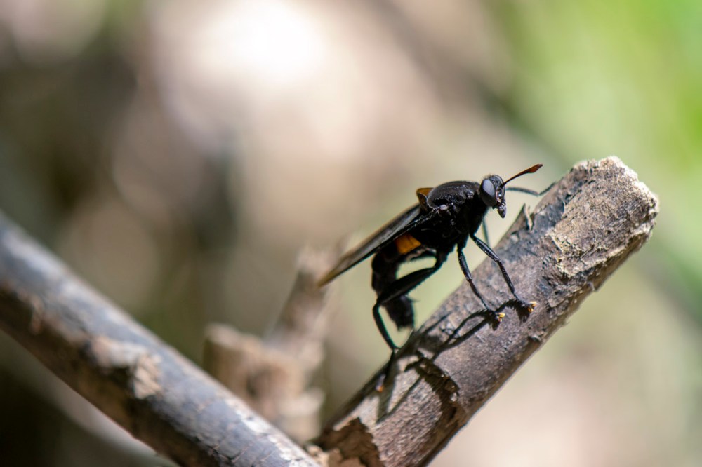 orange-banded-mydas-fly-web